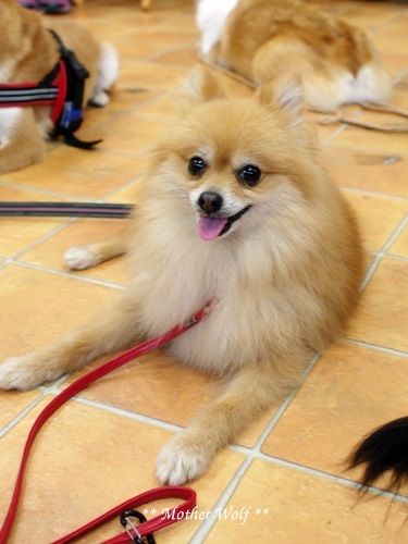 Dog コミュニケーション Party です♪_e0191026_15451474.jpg