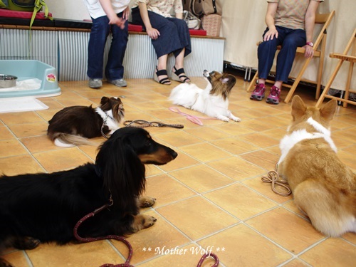 Dog コミュニケーション Party です♪_e0191026_16164666.jpg