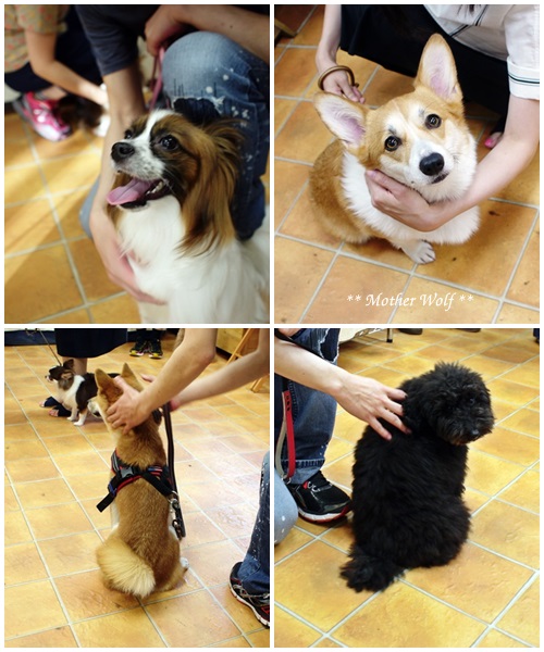 Dog コミュニケーション Party です♪_e0191026_17121260.jpg