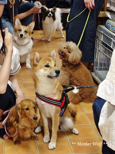 Dog コミュニケーション Party です♪_e0191026_17330100.jpg
