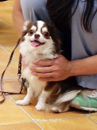 Dog コミュニケーション Party です♪_e0191026_2014311.jpg