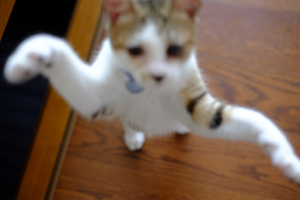 「はじめまして、うちの実家のネコちゃんです」_a0000029_21433137.jpg