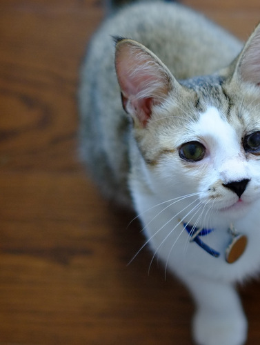 「はじめまして、うちの実家のネコちゃんです」_a0000029_21433954.jpg