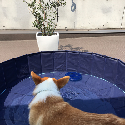 プールで特訓_f0035333_16281174.jpg