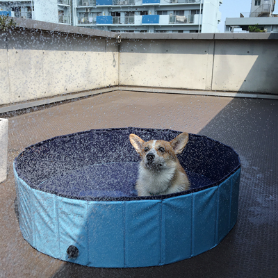 プールで特訓_f0035333_16304367.jpg