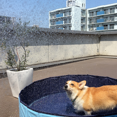 プールで特訓_f0035333_16383036.jpg
