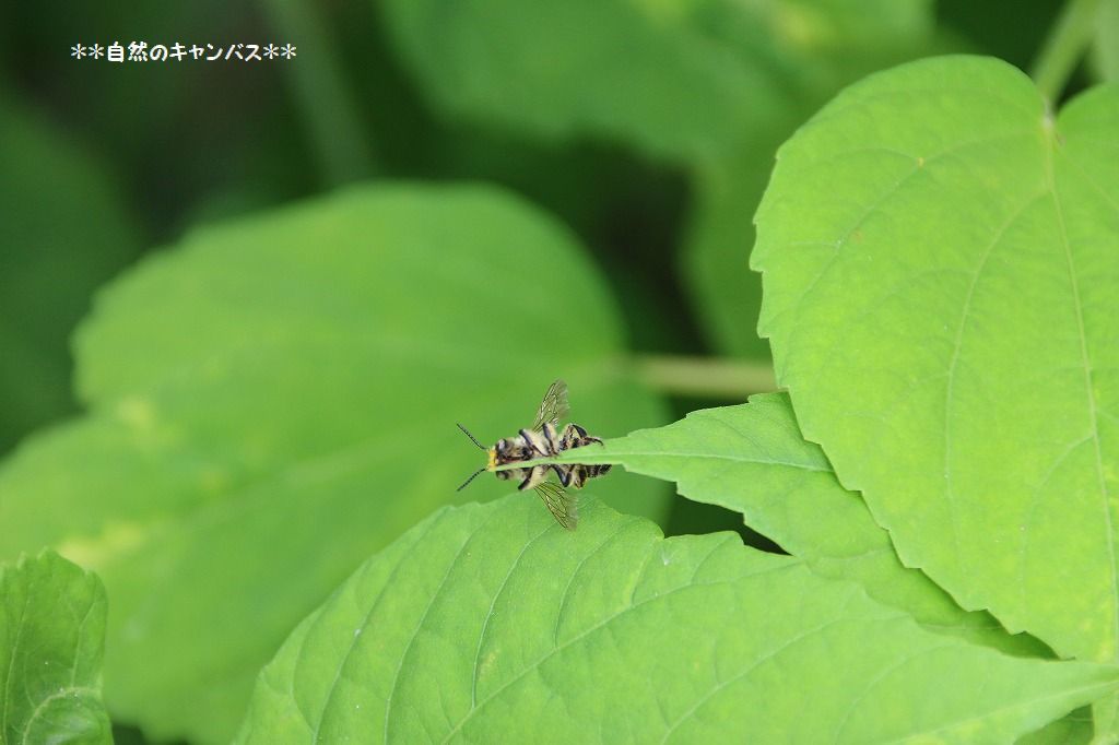 暑くてもミツバチは元気です(^^♪_e0052135_22052333.jpg