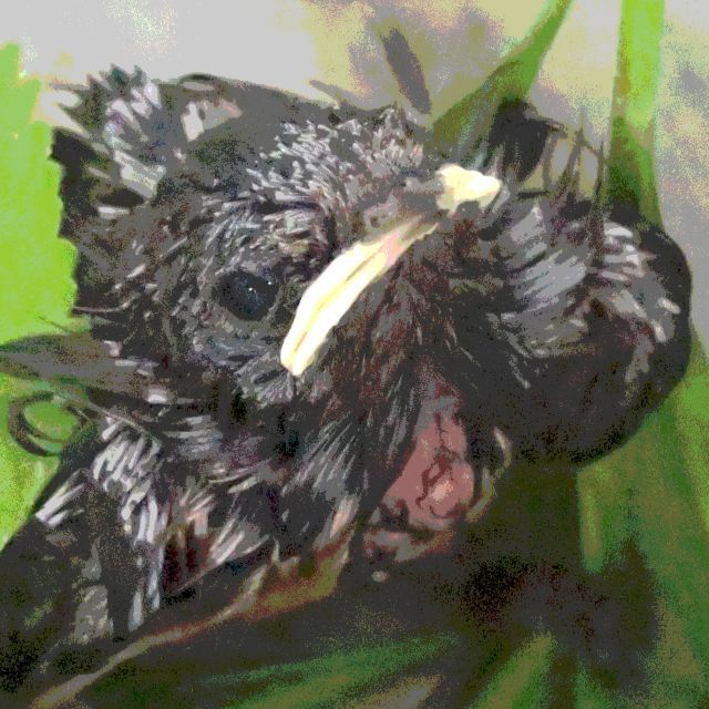ツバメの子落ちる(ツバメは日本から来る⑶)_b0355451_09013597.jpg