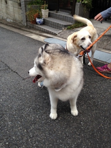 f0315081_22102832.jpeg