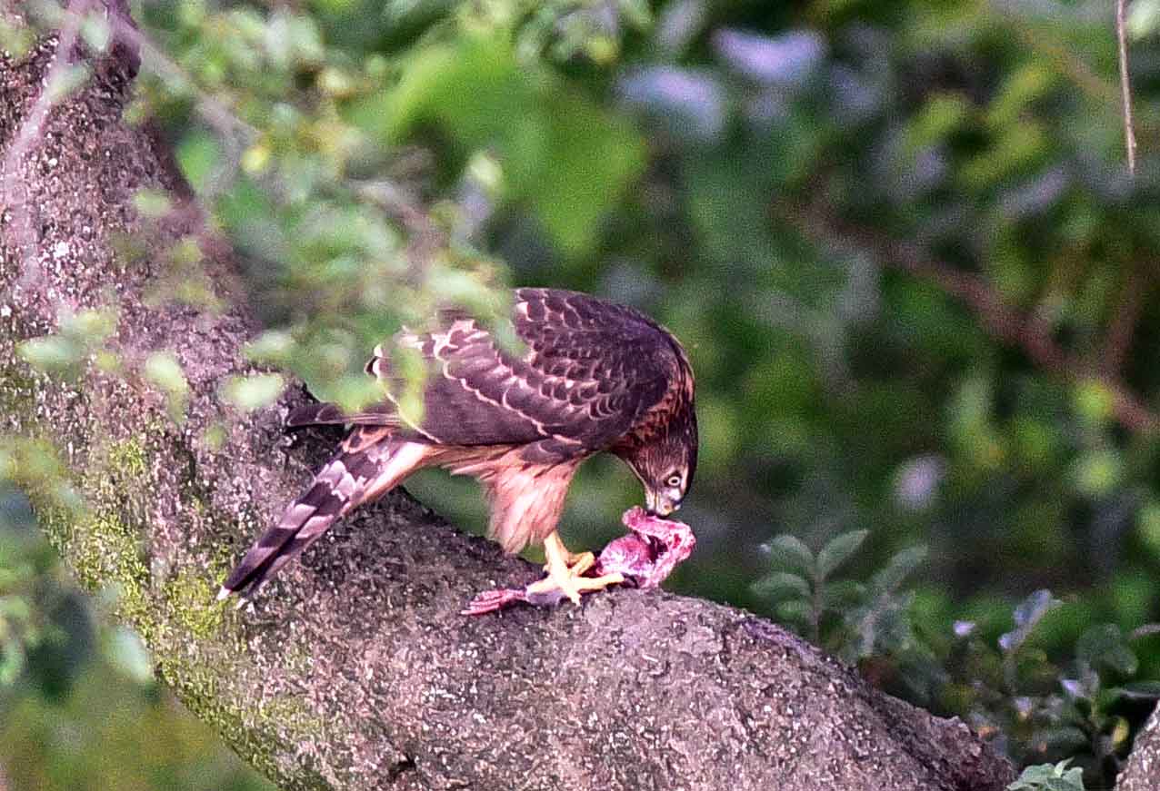 2016年7月　野鳥_c0176183_1571317.jpg