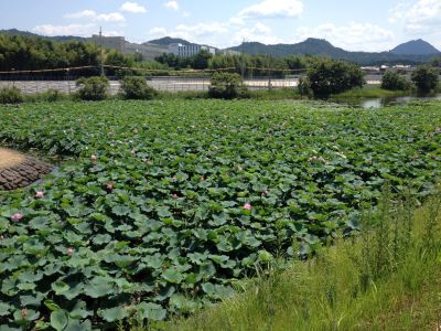 中山道・武佐から野洲まで歩きました（7月31日）_d0021786_1624831.jpg