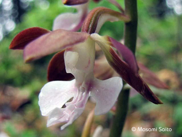 エビネ（海老根） : 草花と自然Blog
