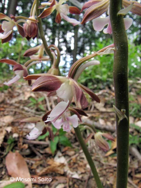 エビネ 海老根 草花と自然blog