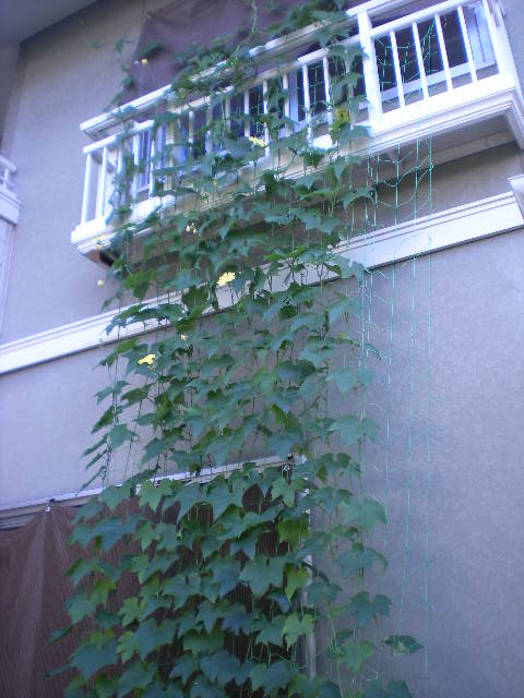 ヘチマ_e0233190_2325581.jpg