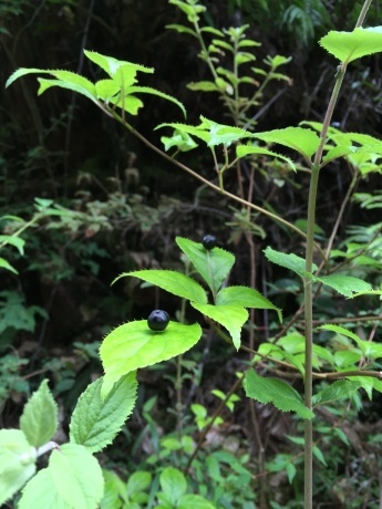 f0314690_15384370.jpeg