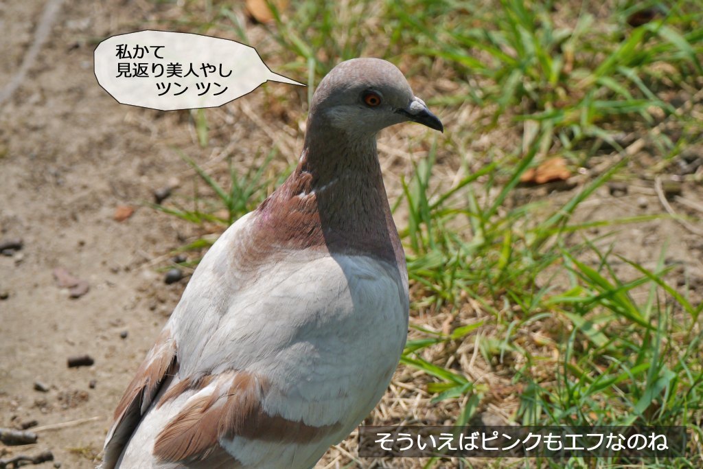 明石公園　2016.08.01　シロ 久しぶりじゃんか_b0174191_17201514.jpg