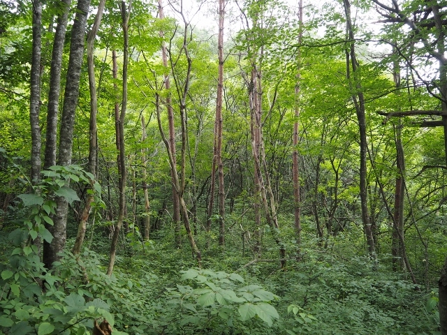 e0350905_19034007.jpg