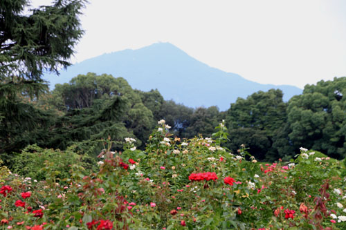 夏の植物園1_e0048413_1702169.jpg