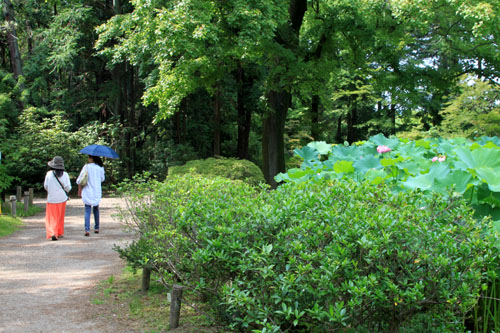 夏の植物園1_e0048413_1704741.jpg