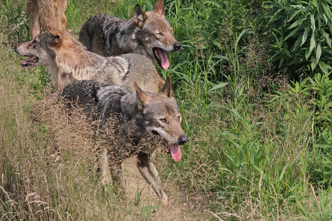 オオカミとカラスの親子_b0355317_23315146.jpg