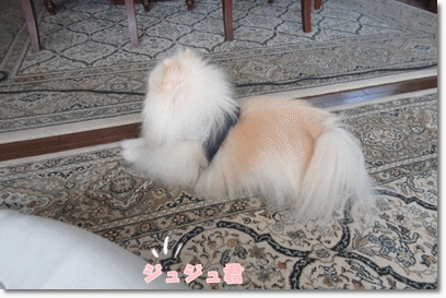 b0167519_19242557.gif