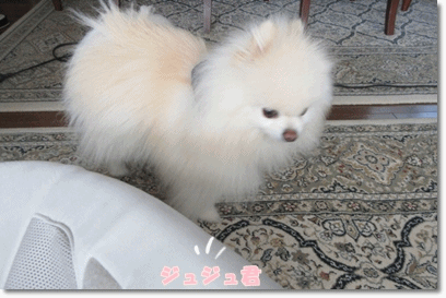 b0167519_1924950.gif