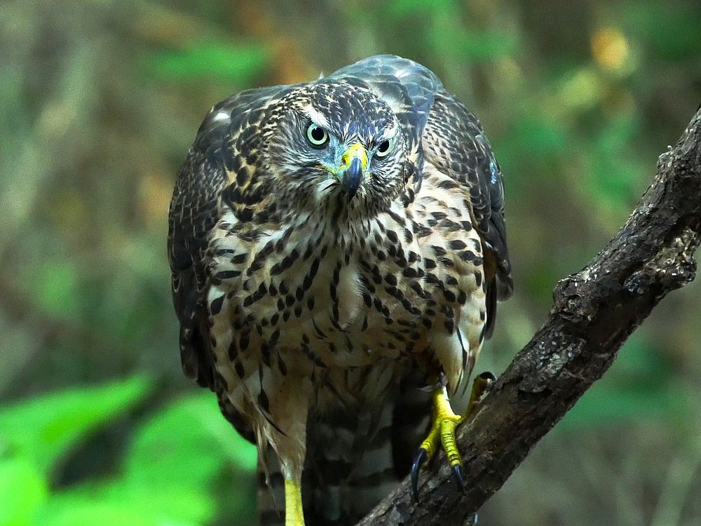 Eyes of juvenile northern goshawk； オオタカは森の忍者♪_a0031821_10412023.jpg