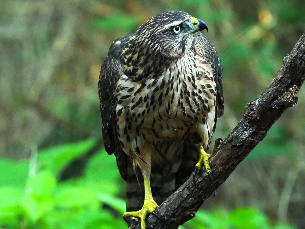 Eyes of juvenile northern goshawk； オオタカは森の忍者♪_a0031821_1046073.jpg
