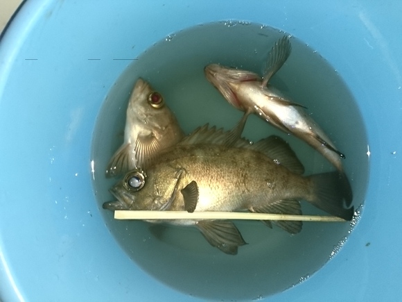 ８月２日 メバル夜釣り 黒潮丸 広島 遊魚船 釣り船 お問い合わせ ０９０ ６４１１ ８８８２