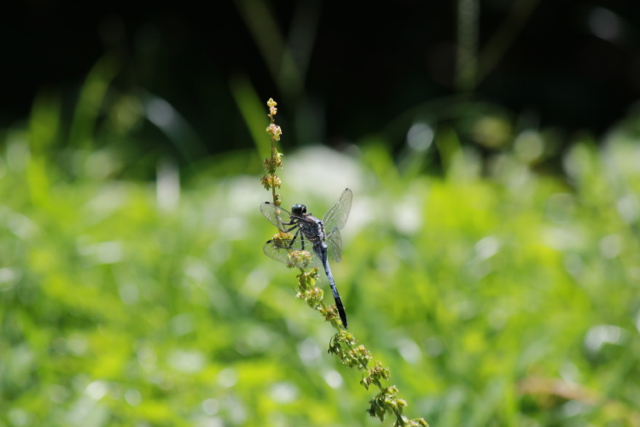 【あけぼの山農業公園】part 1_f0348831_08154330.jpg