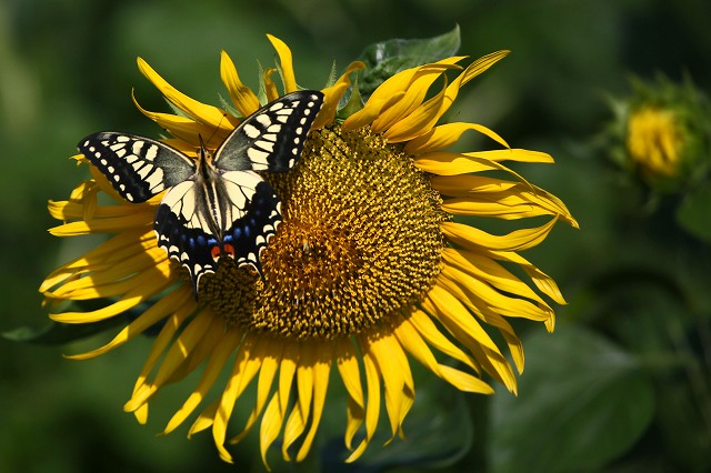 a0242438_20243.jpg