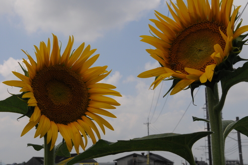 a0262342_2158469.jpg
