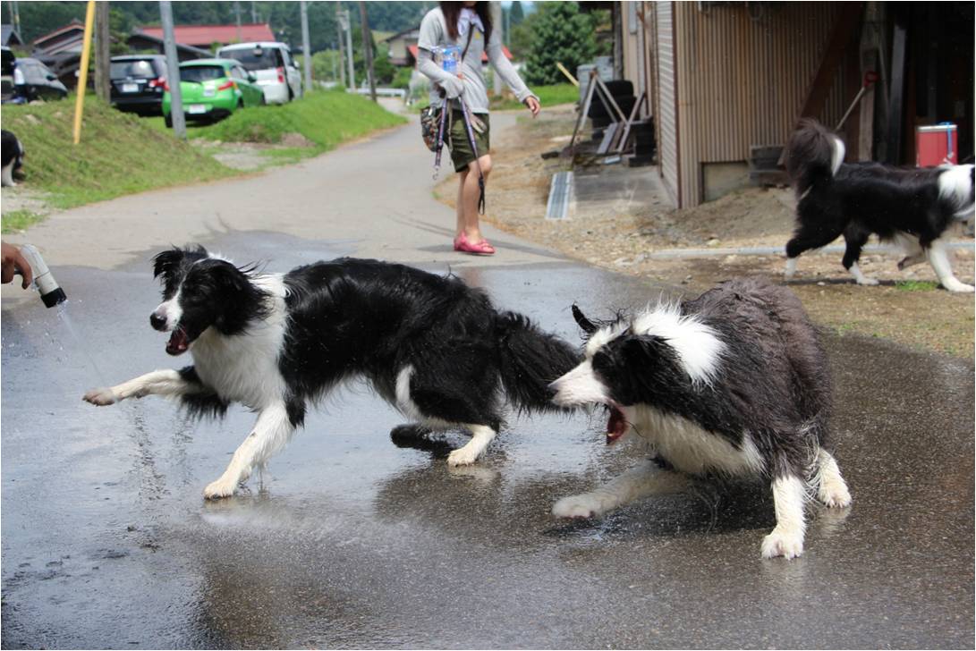 ＷＡＮ－ＷＡ動物園☆_b0245048_11993.jpg