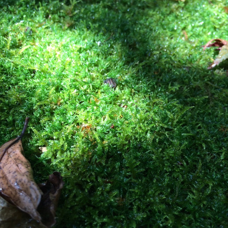 c0363753_10550360.jpeg