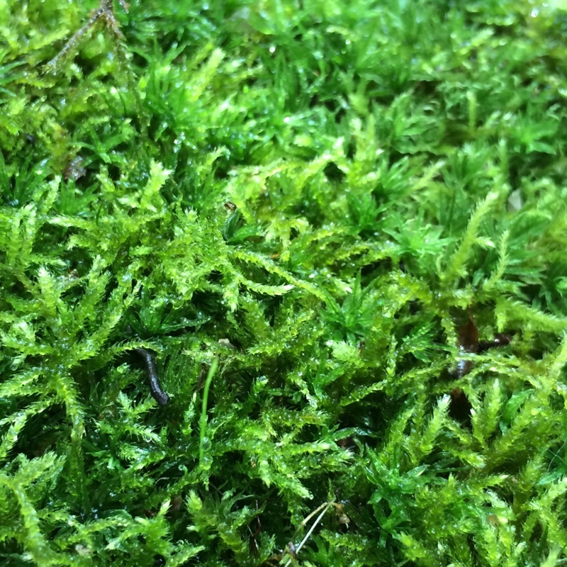 c0363753_10551553.jpeg