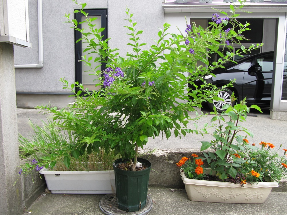 デュランタ 宝塚 クマツズラ科 雪国の四季を彩る花木たちと