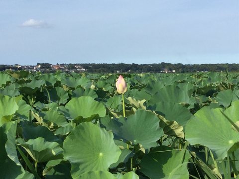 豪雨待ってたけど降らない午後のまったり_e0105782_14441097.jpg