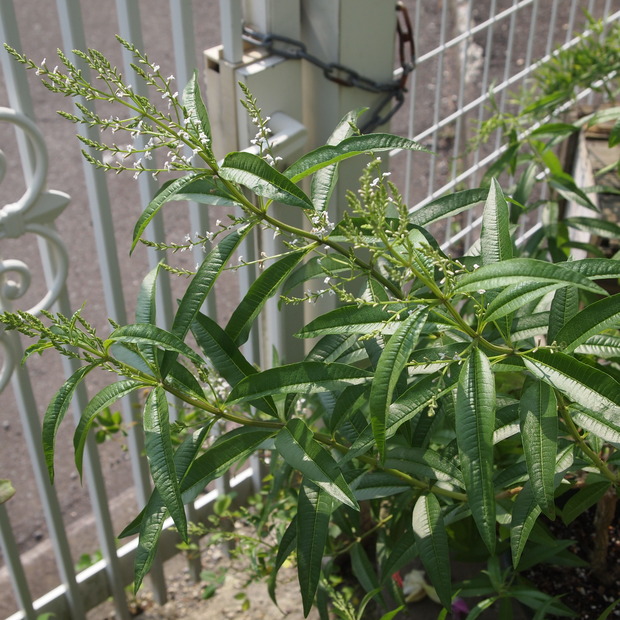 レモンバーベナのお花_a0292194_2254914.jpg