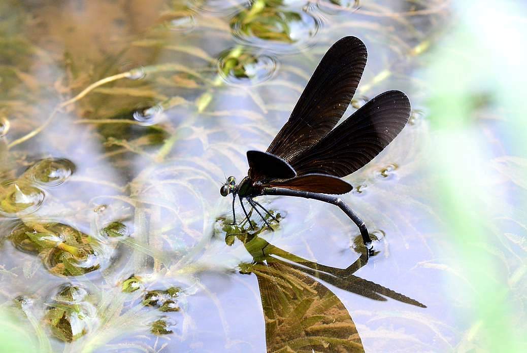 ハグロトンボの産卵風景 旅のかほり