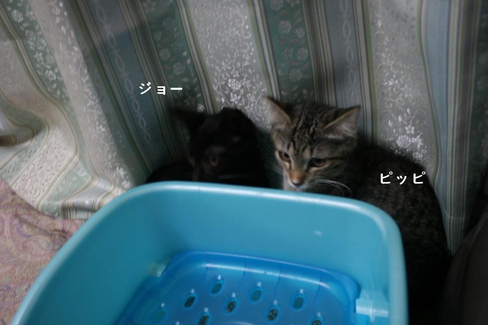 レオン・アポロ・ピッピ・ジョー 新生活スタート!_f0242002_0353492.jpg
