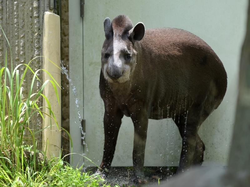 暑い夏とアサミ、水浴び_a0164204_06401247.jpg