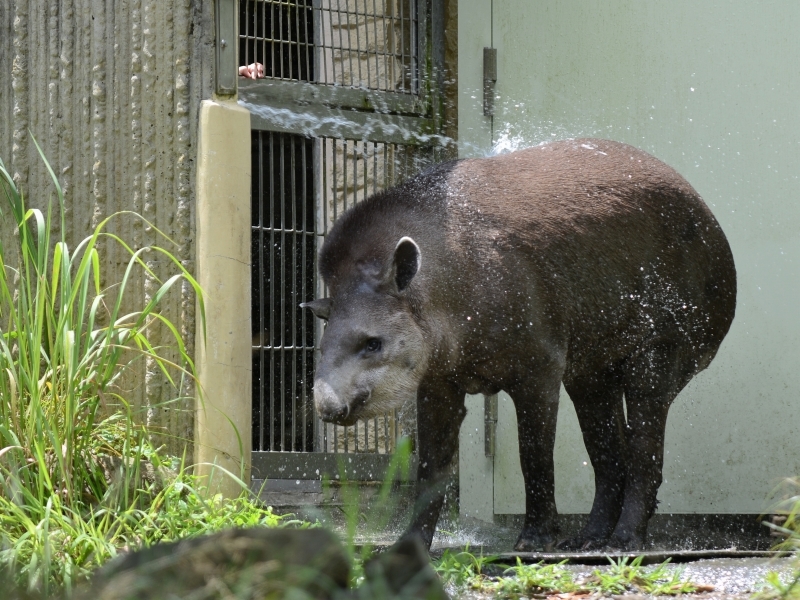 暑い夏とアサミ、水浴び_a0164204_06440441.jpg