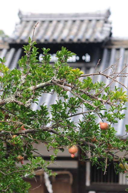 ■奈良 東大寺散策（2016.07.28）Part.2_d0137504_633149.jpg