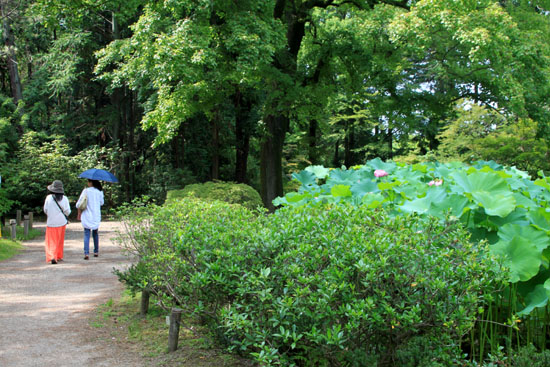 夏の植物園2_e0048413_20191331.jpg