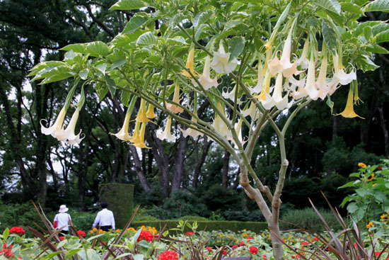 夏の植物園2_e0048413_20194752.jpg