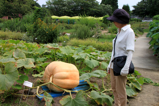 夏の植物園2_e0048413_20201091.jpg