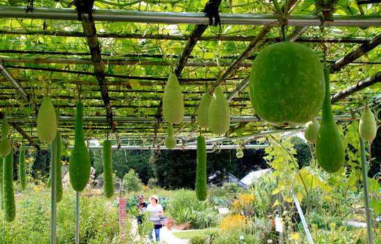 夏の植物園2_e0048413_20202543.jpg