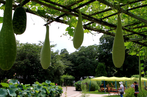 夏の植物園2_e0048413_20203620.jpg