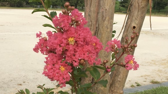 百日紅 さるすべり 磯 良 の 海 百日紅 さるすべり 磯 良 の 海