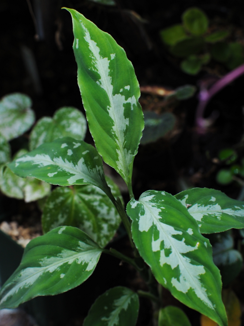 ◆RGL◆ 専用です 大株 現物 アグラオネマ ピクタム アチェ産 現地便 テラリウム）一点物 アグラオネマ ピクタム アチェ産（435900